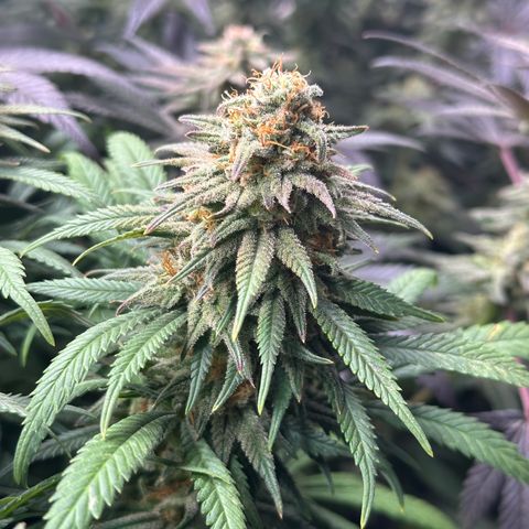 Lemon Cherry Gelato 🍋🍒 growlog timeline photo