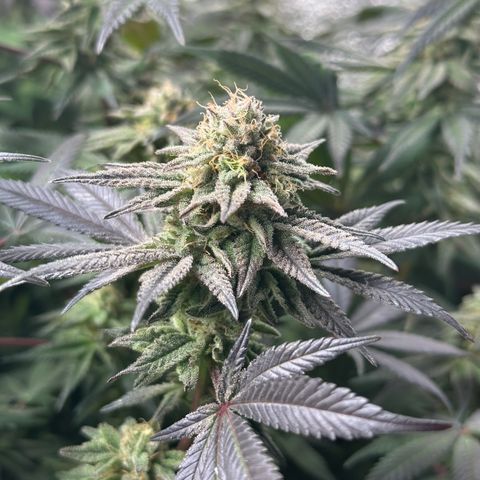 Watermelon Zkittlez 🍉🍭 growlog timeline photo