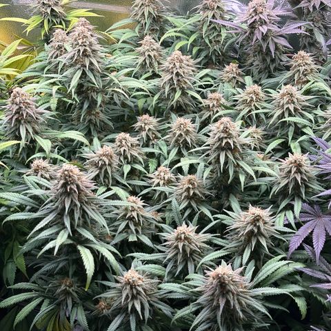 Lemon Cherry Gelato 🍋🍒 growlog timeline photo