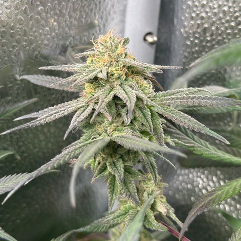 Watermelon Zkittlez 🍉🍭 growlog timeline photo