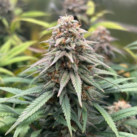 Lemon Cherry Gelato 🍋🍒 growlog timeline photo