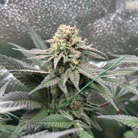 Watermelon Zkittlez 🍉🍭 growlog timeline photo