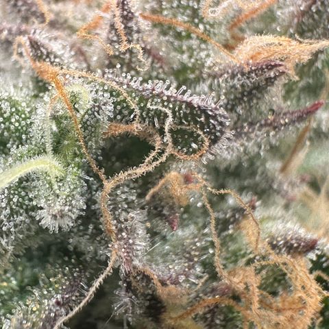 Watermelon Zkittlez 🍉🍭 growlog timeline photo