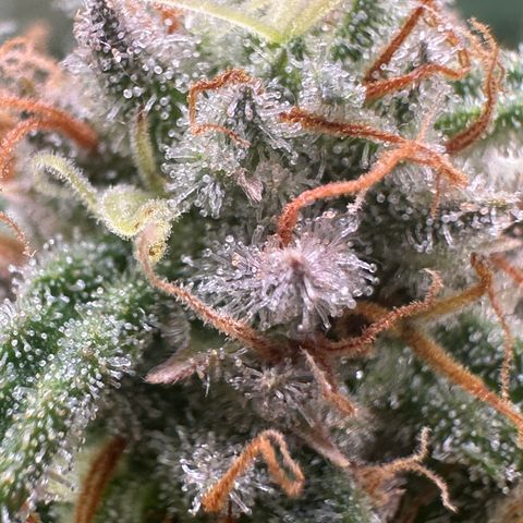 Lemon Cherry Gelato 🍋🍒 growlog timeline photo