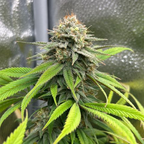 Pineapple Express 🍍 growlog timeline photo
