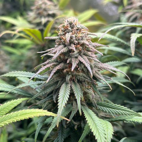 Lemon Cherry Gelato 🍋🍒 growlog timeline photo