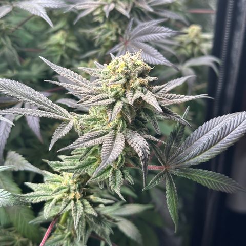 Watermelon Zkittlez 🍉🍭 growlog timeline photo