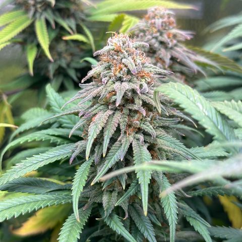 Lemon Cherry Gelato 🍋🍒 growlog timeline photo