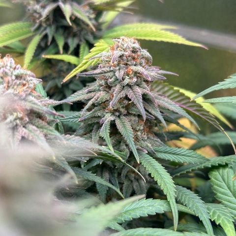 Lemon Cherry Gelato 🍋🍒 growlog timeline photo