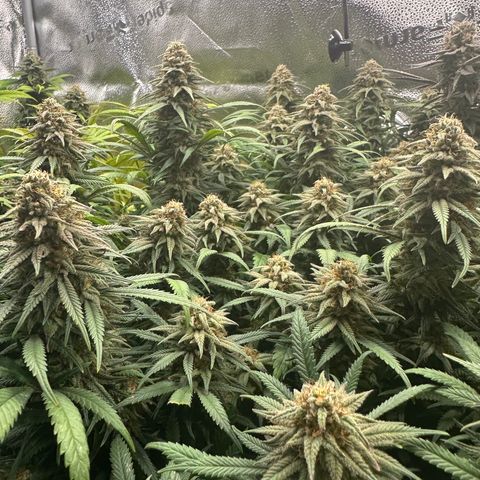 Lemon Cherry Gelato 🍋🍒 growlog timeline photo