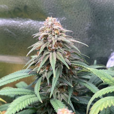 Lemon Cherry Gelato 🍋🍒 growlog timeline photo