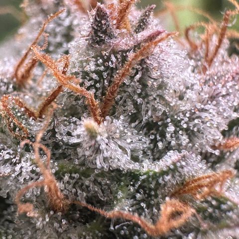 Pineapple Express 🍍 growlog timeline photo