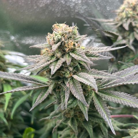 Watermelon Zkittlez 🍉🍭 growlog timeline photo