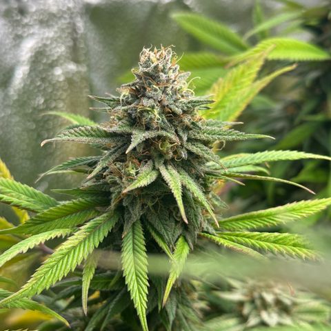 Pineapple Express 🍍 growlog timeline photo