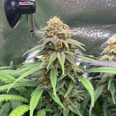 Lemon Cherry Gelato 🍋🍒 growlog timeline photo
