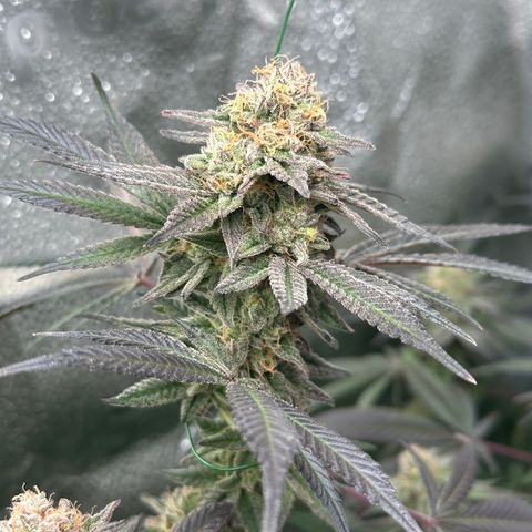 Watermelon Zkittlez 🍉🍭 growlog timeline photo