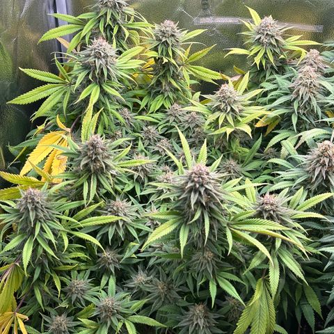 Pineapple Express 🍍 growlog timeline photo