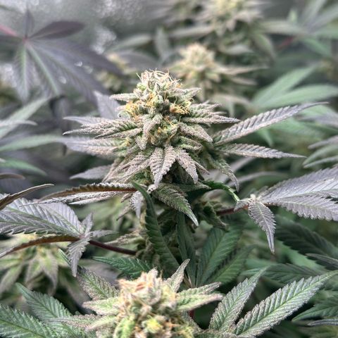Watermelon Zkittlez 🍉🍭 growlog timeline photo