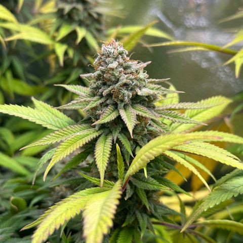 Pineapple Express 🍍 growlog timeline photo