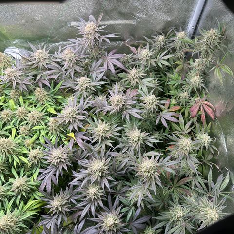 Watermelon Zkittlez 🍉🍭 growlog timeline photo