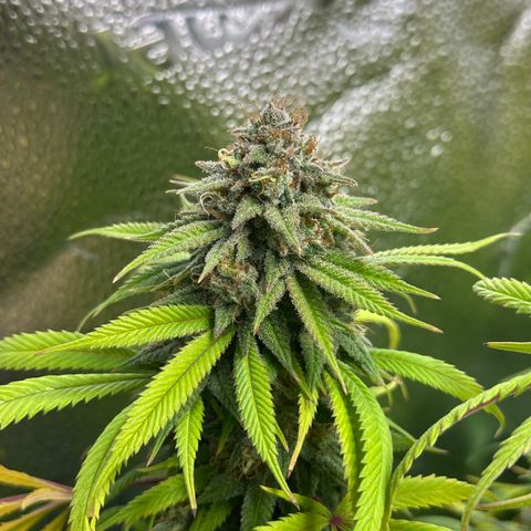 Pineapple Express 🍍 growlog timeline photo