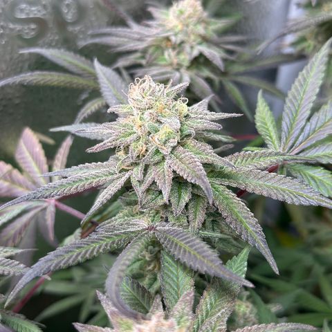 Watermelon Zkittlez 🍉🍭 growlog timeline photo