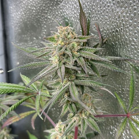 Watermelon Zkittlez 🍉🍭 growlog timeline photo