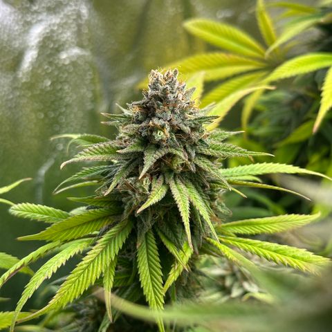 Pineapple Express 🍍 growlog timeline photo
