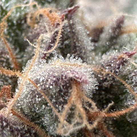 Watermelon Zkittlez 🍉🍭 growlog timeline photo