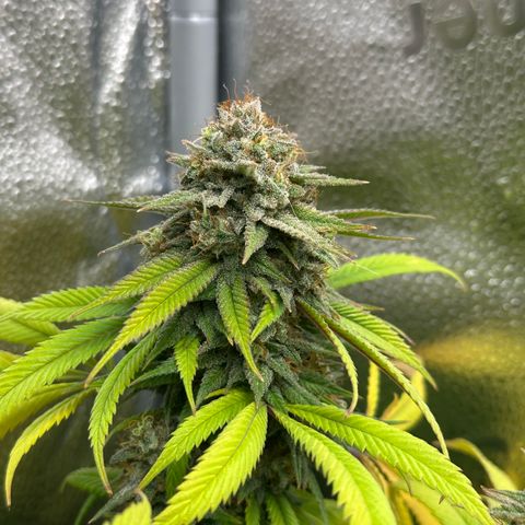 Pineapple Express 🍍 growlog timeline photo