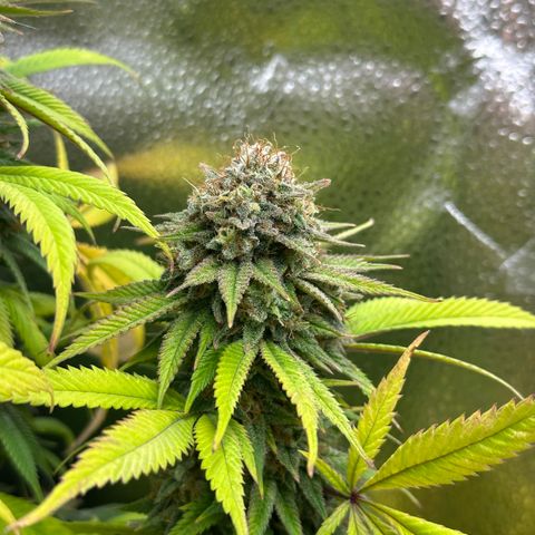 Pineapple Express 🍍 growlog timeline photo