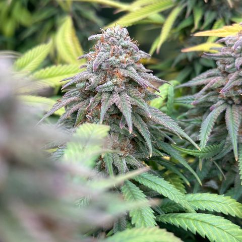 Lemon Cherry Gelato 🍋🍒 growlog timeline photo