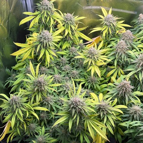 Pineapple Express 🍍 growlog timeline photo