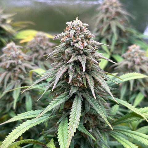 Lemon Cherry Gelato 🍋🍒 growlog timeline photo