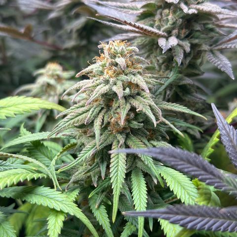 Lemon Cherry Gelato 🍋🍒 growlog timeline photo