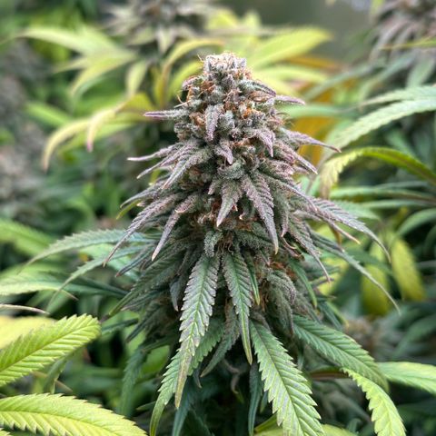 Lemon Cherry Gelato 🍋🍒 growlog timeline photo