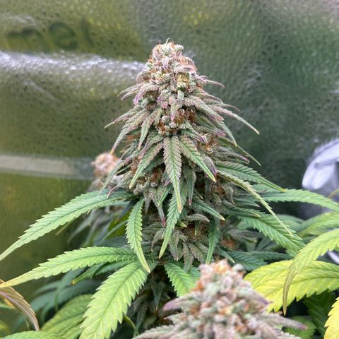 Lemon Cherry Gelato 🍋🍒 growlog timeline photo