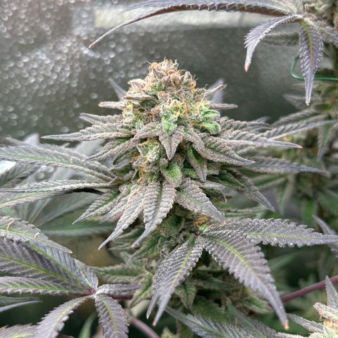 Watermelon Zkittlez 🍉🍭 growlog timeline photo