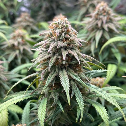 Lemon Cherry Gelato 🍋🍒 growlog timeline photo