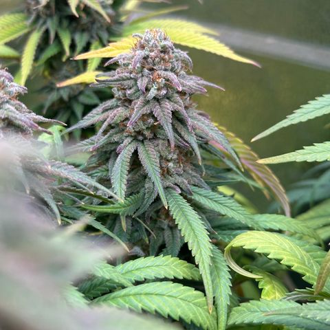 Lemon Cherry Gelato 🍋🍒 growlog timeline photo