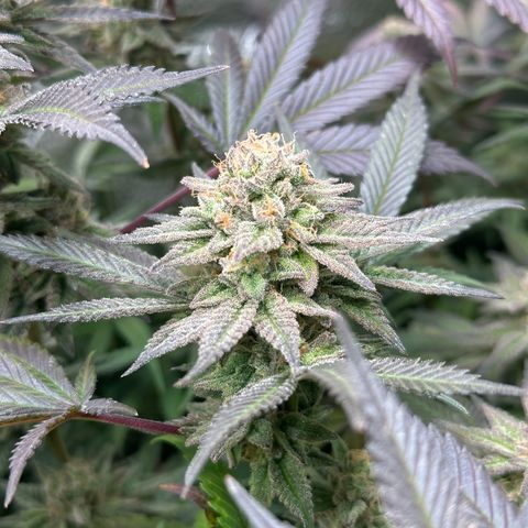 Watermelon Zkittlez 🍉🍭 growlog timeline photo