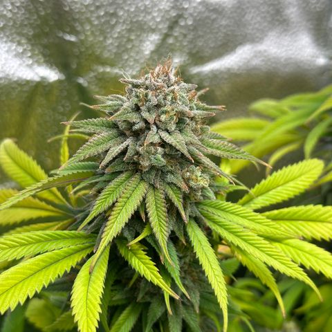 Pineapple Express 🍍 growlog timeline photo