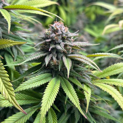 Pineapple Express 🍍 growlog timeline photo
