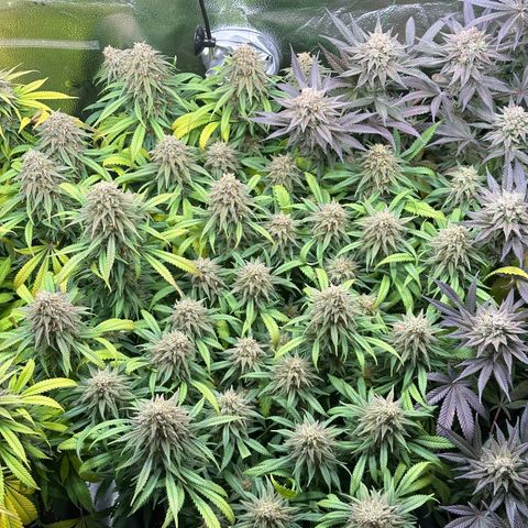 Lemon Cherry Gelato 🍋🍒 growlog timeline photo