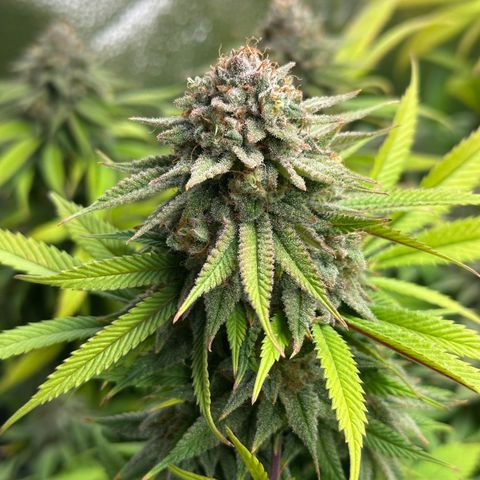 Pineapple Express 🍍 growlog timeline photo