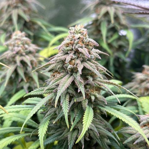 Lemon Cherry Gelato 🍋🍒 growlog timeline photo