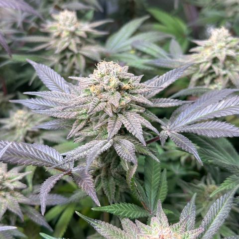 Watermelon Zkittlez 🍉🍭 growlog timeline photo