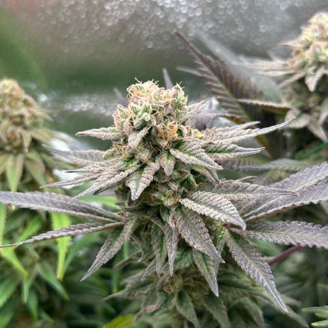 Watermelon Zkittlez 🍉🍭 growlog timeline photo