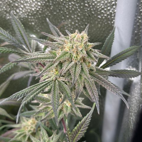 Watermelon Zkittlez 🍉🍭 growlog timeline photo