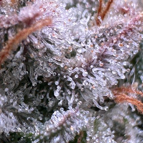 Pineapple Express 🍍 growlog timeline photo
